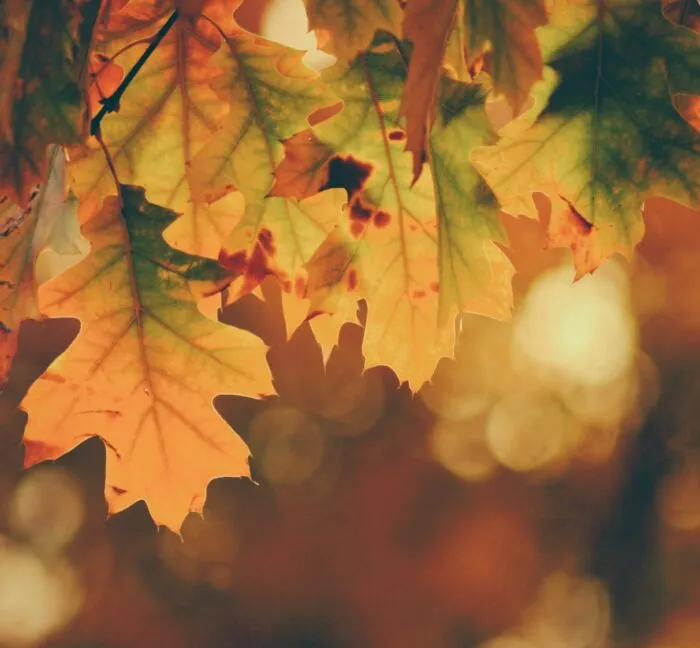 Fall leaves
